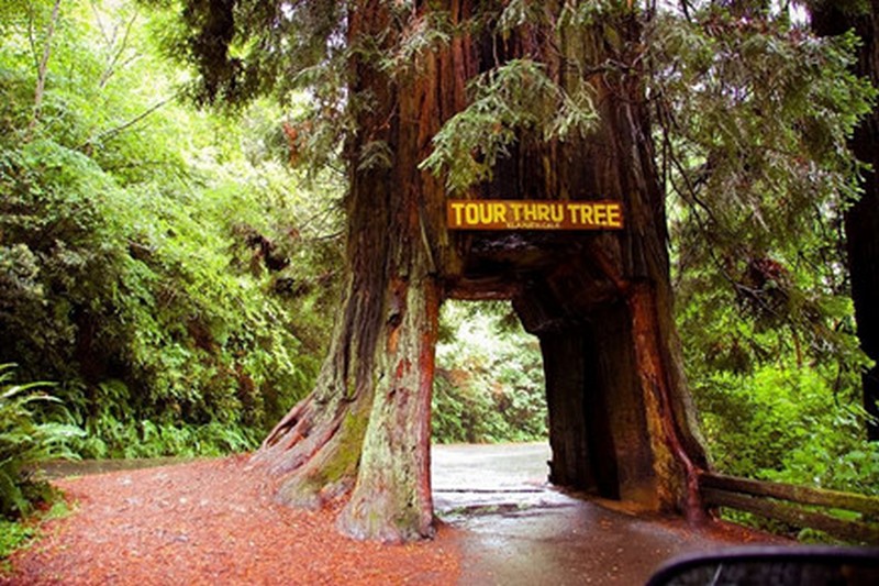 {}, độc đáo lối đi xuyên thân cây ở california