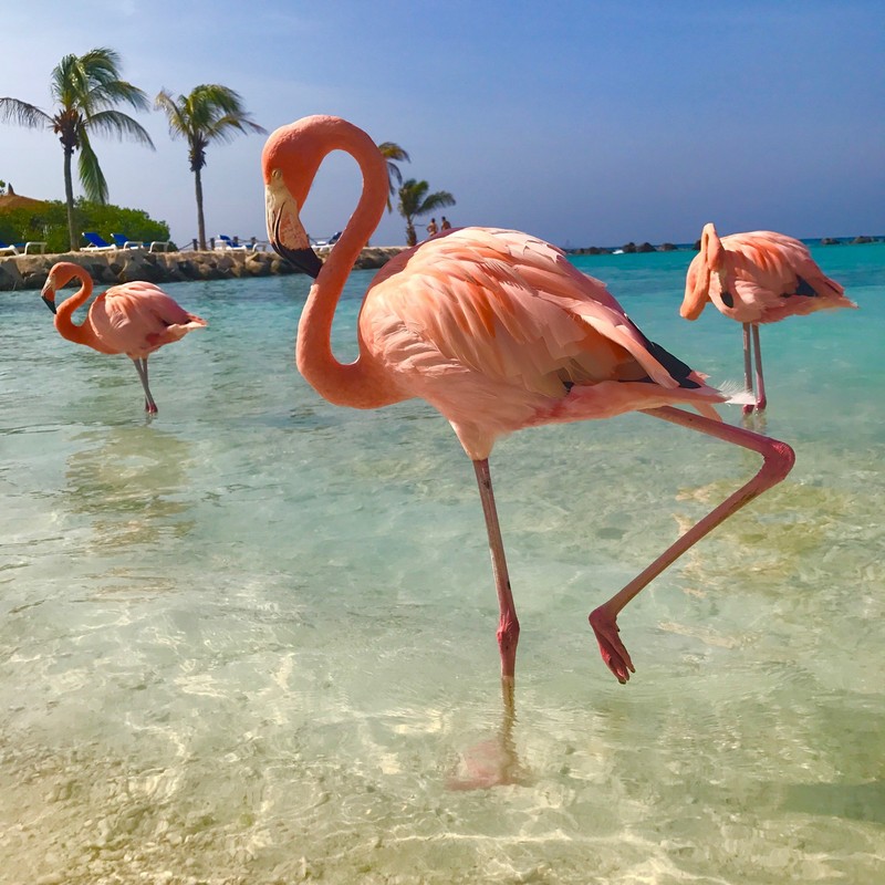 Bãi biển thu hút khách du lịch nhờ bầy chim hồng hạc xinh đẹp