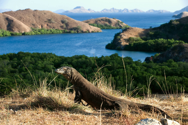Tới vườn quốc gia Komodo để tận mắt chiêm ngưỡng rồng Komodo