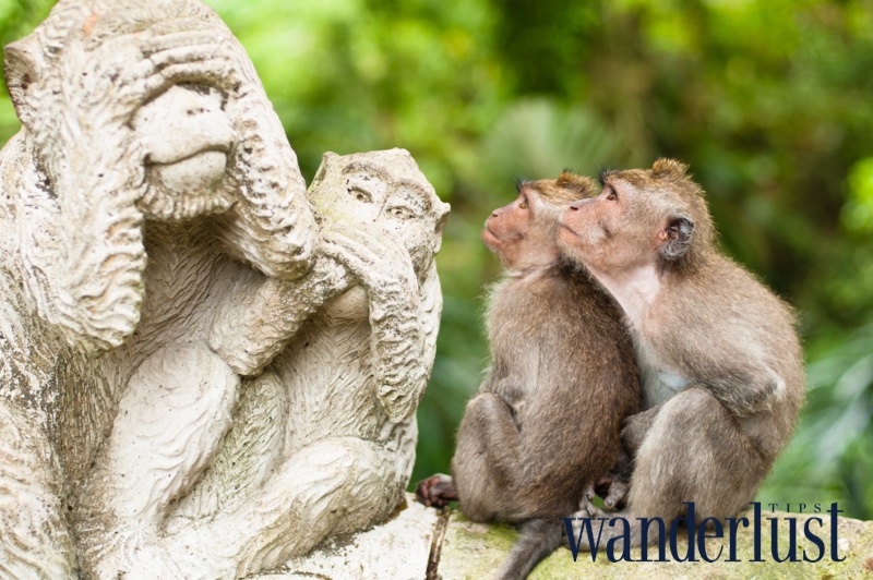 Vương quốc loài khỉ giữa rừng già Bali