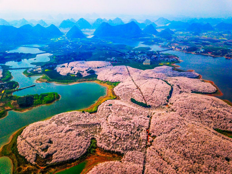 Ngây ngất trong sắc hoa anh đào ở Quý Châu, Trung Quốc