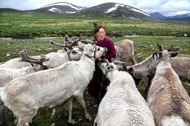 Thăm bộ lạc chăn nuôi tuần lộc cuối cùng ở Mông Cổ