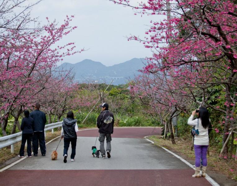 {}, 10 lý do nên ghé okinawa khi du lịch nhật bản