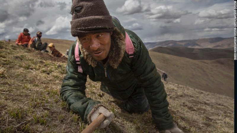 Tây Tạng – mùa săn đông trùng hạ thảo