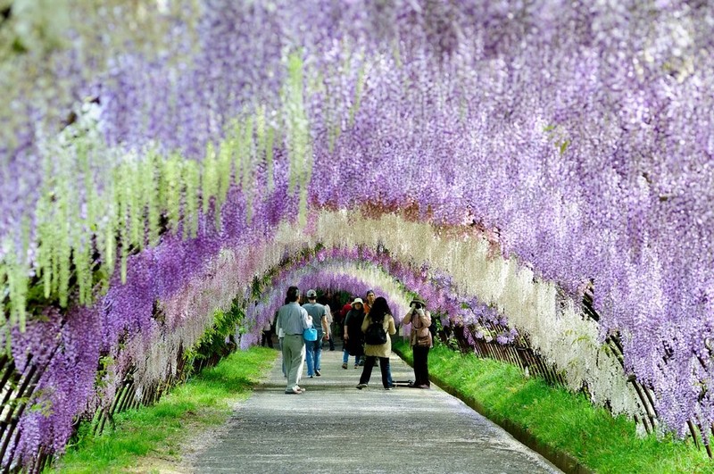 Tháng 4 về, lên lịch đi Nhật ngắm hoa tử đằng đẹp tựathiên đường