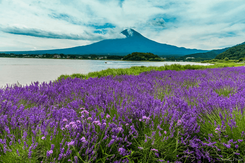 Hoa oải hương đẹp mê đắm tại công viên Oishi, Nhật Bản