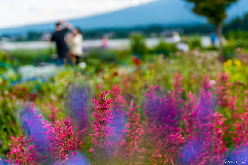 {}, hoa oải hương đẹp mê đắm tại công viên oishi, nhật bản