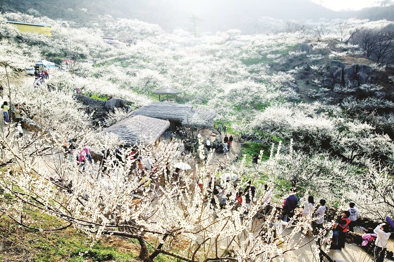 Hàn Quốc rực rỡ những mùa hoa