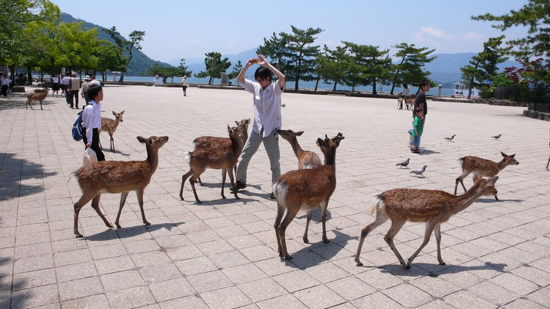 Hòn đảo với hàng ngàn chú hươu tại Nhật Bản - Miyajima