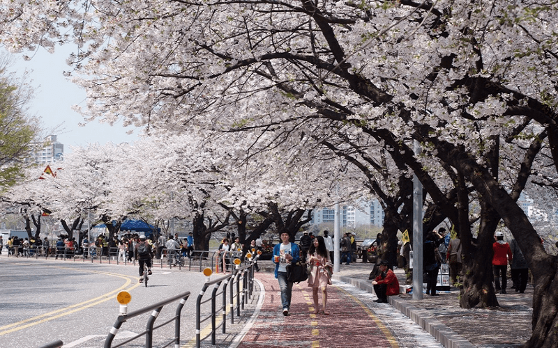 7 địa điểm ngắm hoa anh đào đẹp như mơ ở Hàn Quốc