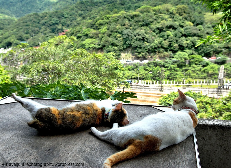 {}, hutong – làng mèo độc đáo ở đài loan