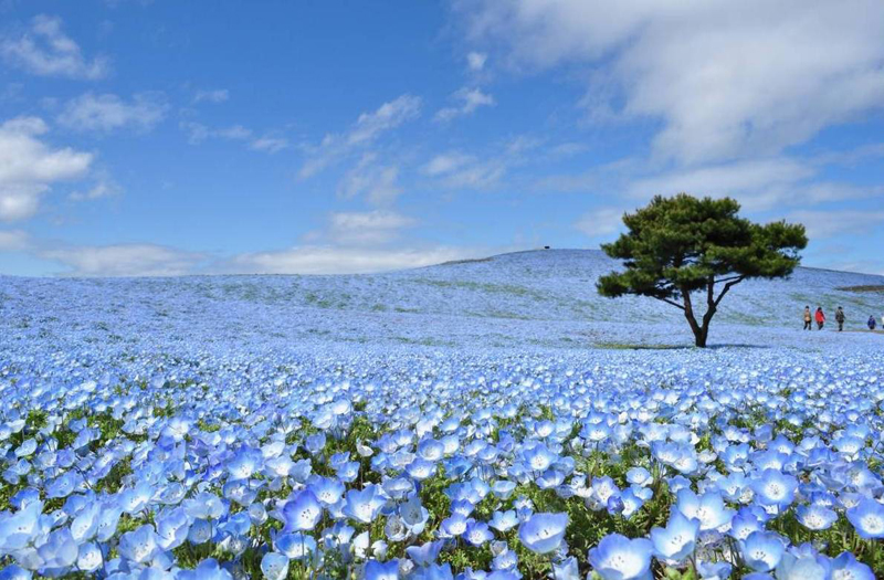 Chiêm ngưỡng thiên đường hoa Nemophila tuyệt đẹp trên đảo Honshu