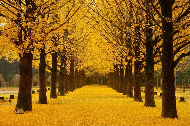 Ngẩn ngơ ngắm lá vàng lá đỏ ở 5 điểm đến mùa thu tại Hàn Quốc