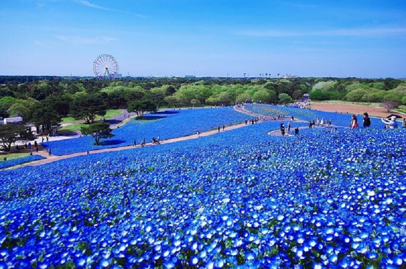 Nhật Bản nối tiếp những mùa hoa
