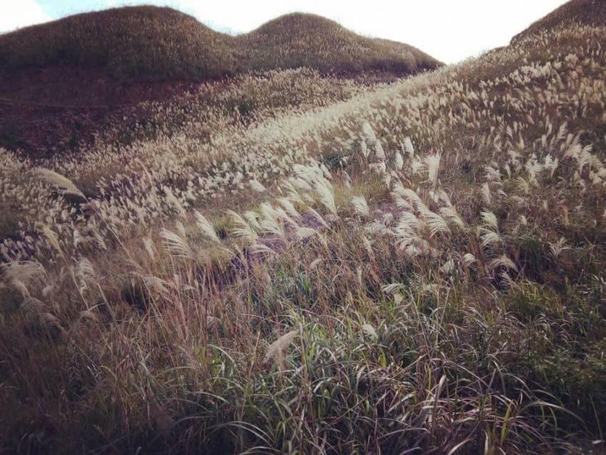bình liêu, điểm đến, đẹp nín thở “cánh đồng lau trắng muốt” chạm chân trời