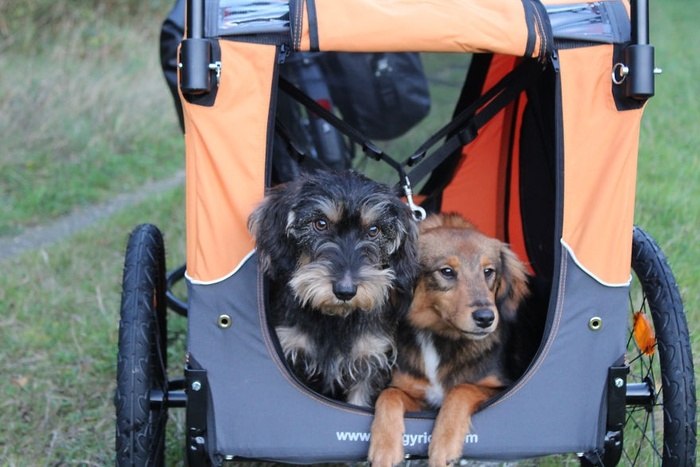 2 chú cún cưng hạnh phúc được chủ đưa đi du lịch vòng quanh thế giới