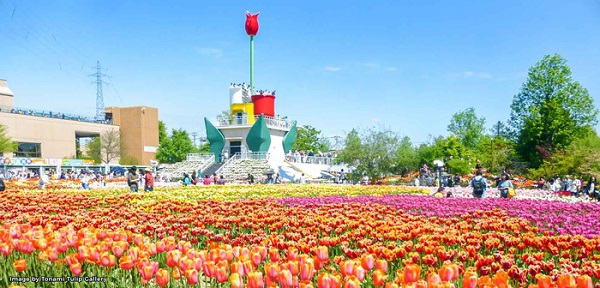 {}, ‘cung điện hoa tulip’ rực rỡ ở nhật bản