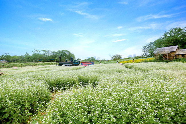 Nở trái mùa, cánh đồng Tam giác mạch ven Hà Nội thu hút cực đông du khách vì quá đẹp