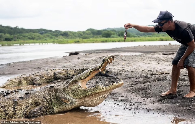nguy hiểm, cá sấu, hướng dẫn viên tay không cho cá sấu ăn để mua vui cho khách
