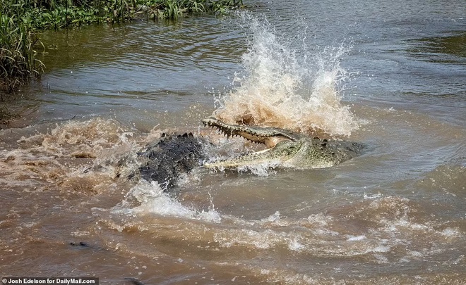 nguy hiểm, cá sấu, hướng dẫn viên tay không cho cá sấu ăn để mua vui cho khách