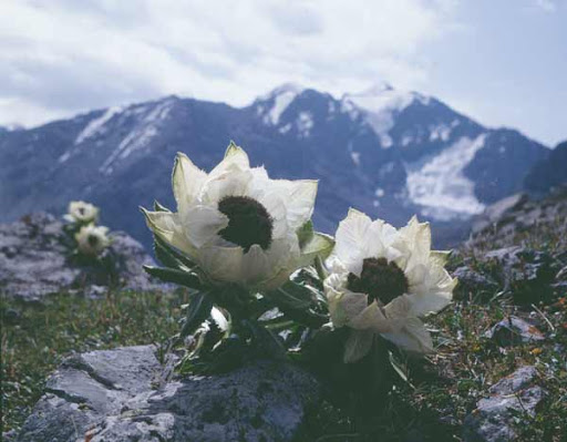 hoa sen tuyết, đến lạ loài hoa trông như bắp cải  vua thảo mộc, 5 năm mới ra hoa 1 lần, giá 5 triệu/bông