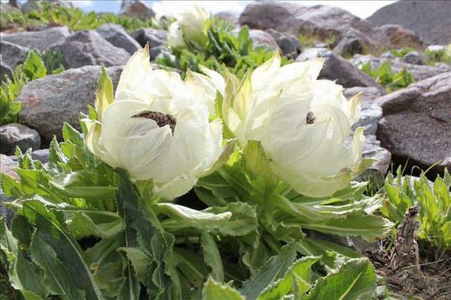 hoa sen tuyết, đến lạ loài hoa trông như bắp cải  vua thảo mộc, 5 năm mới ra hoa 1 lần, giá 5 triệu/bông