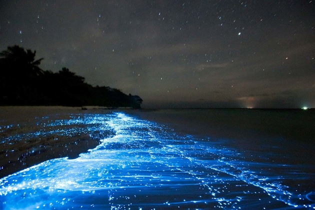 phát hiện bãi biển phát sáng lấp lánh trong đêm như dải ngân hà, chỉ cách sài gòn 1 tiếng bay