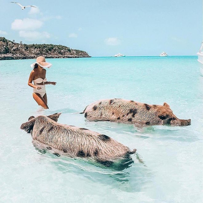 hòn đảo kỳ lạ: nơi có những chú lợn biết bơi cực giỏi và biết xin ăn