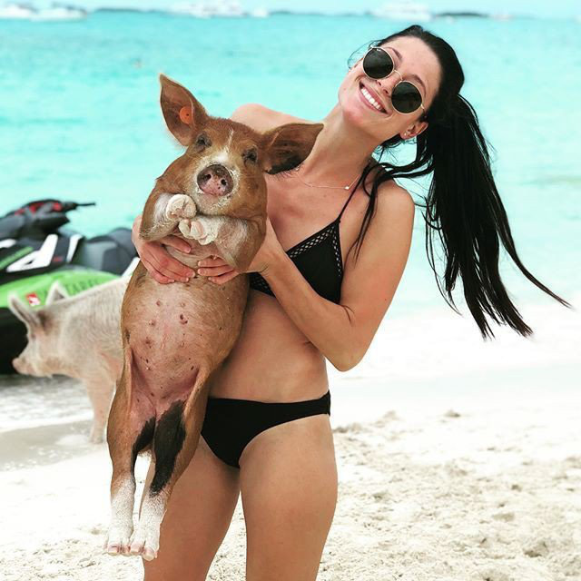 hòn đảo kỳ lạ: nơi có những chú lợn biết bơi cực giỏi và biết xin ăn