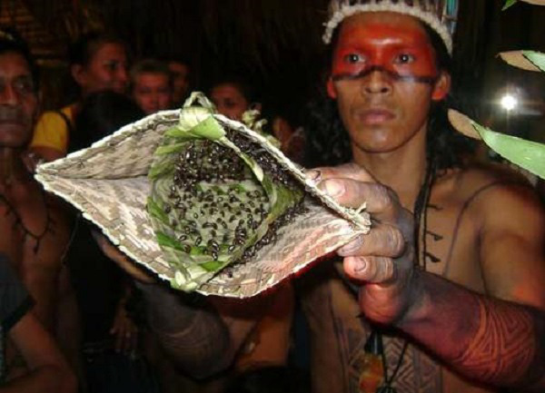 tộc người sateré-mawé, amazon, tục lệ kỳ lạ: cho kiến độc đốt để chứng tỏ sự “chuẩn men”