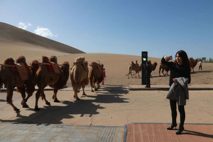 Chiếc đèn giao thông cho lạc đà đầu tiên trên thế giới