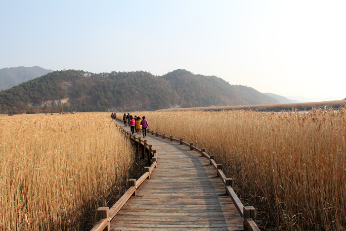 4 cánh đồng cỏ lau chắc chắn không làm bạn hối tiếc khi du lịch Hàn Quốc