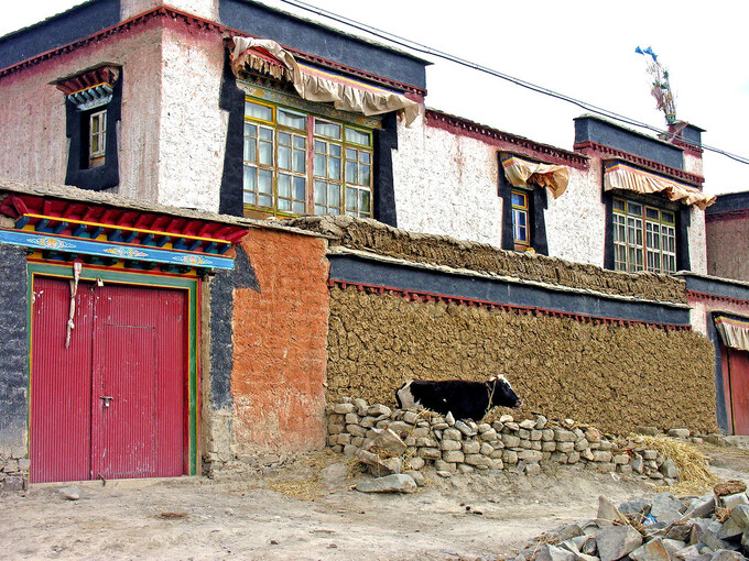 tây tạng, đất nước coi phân bò là biểu tượng cho sự giàu có