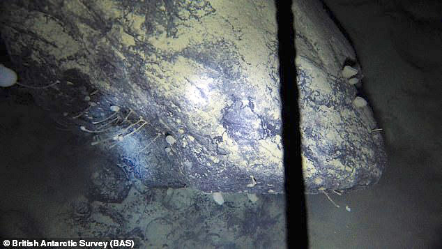 “tử địa” nam cực, hầm băng khổng lồ, phát hiện những sinh vật lạ sống dưới mộ băng dù không có ánh sáng