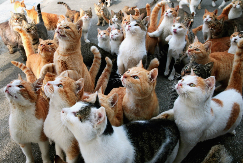 Hòn đảo kỳ lạ: nơi số lượng mèo nhiều gấp 5 lần người