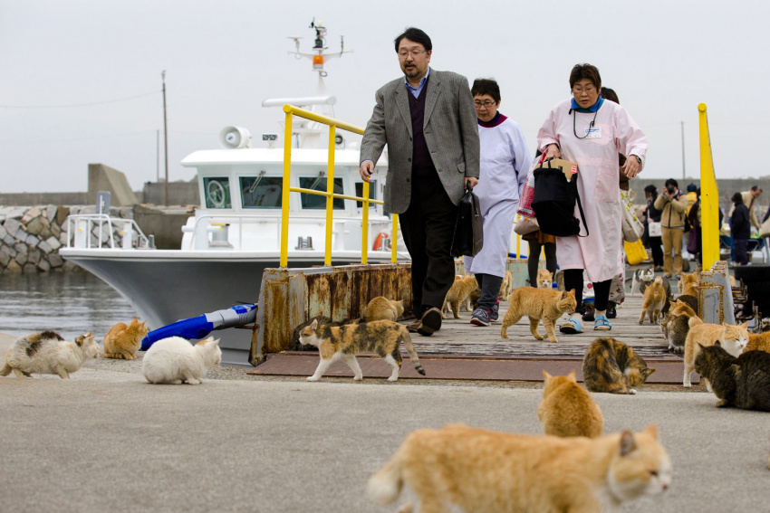 “đảo mèo” aoshima, đảo aoshima, hòn đảo kỳ lạ: nơi số lượng mèo nhiều gấp 5 lần người