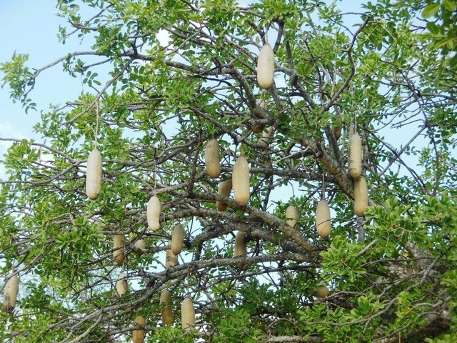 kigelia africana, cây kigelia africana, độc đáo “xúc xích” mọc trên cây, rơi xuống có thể gây chết người