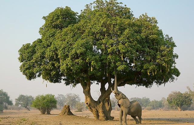 kigelia africana, cây kigelia africana, độc đáo “xúc xích” mọc trên cây, rơi xuống có thể gây chết người