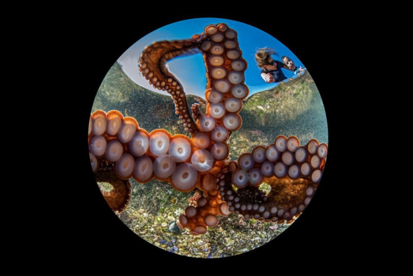 the day of the tentacles, nhiếp ảnh gia gaetano dario gargiulo, thắng đậm tại ocean art contest 2020 nhờ bức ảnh bạch tuộc bấm máy