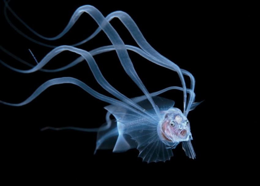 the day of the tentacles, nhiếp ảnh gia gaetano dario gargiulo, thắng đậm tại ocean art contest 2020 nhờ bức ảnh bạch tuộc bấm máy