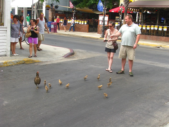 thiên đường gà hoang, quần đảo hawaii, hòn đảo kauai thu hút khách du lịch nhờ hàng nghìn con gà hoang dã