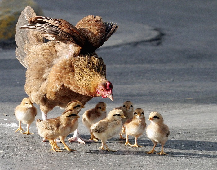 thiên đường gà hoang, quần đảo hawaii, hòn đảo kauai thu hút khách du lịch nhờ hàng nghìn con gà hoang dã