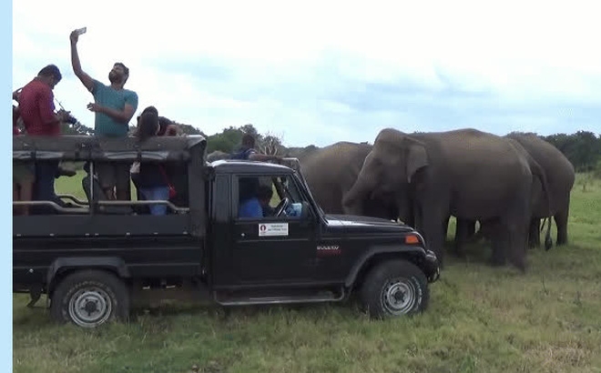 Đàn voi lao tới, chen nhau xếp hàng chụp ảnh “tự sướng” cùng du khách