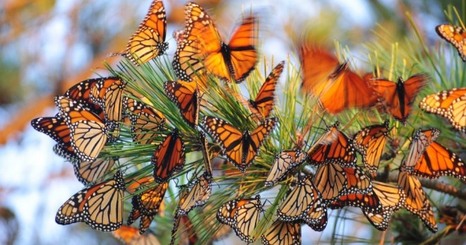 Thực hư chuyện bóng râm trở thành “vị cứu tinh” cho loài bướm trong tương lai