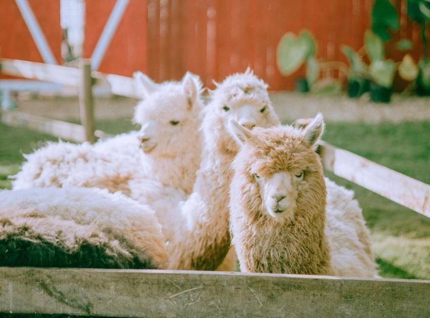 chika farm đà lạt, nông trại cừu chika farm, chika farm, chika farm đà lạt - quán cafe nông trại cừu hot nhất đầu 2022