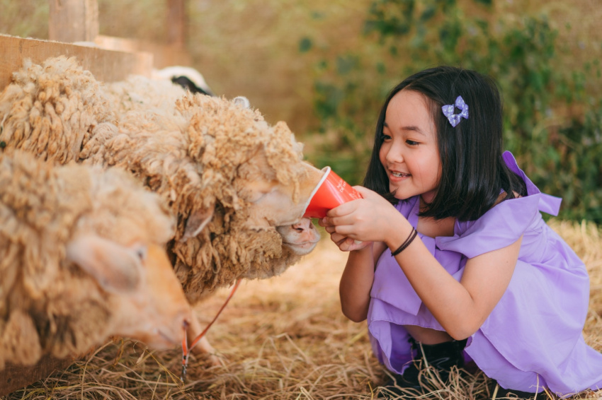 chika farm đà lạt, nông trại cừu chika farm, chika farm, chika farm đà lạt - quán cafe nông trại cừu hot nhất đầu 2022