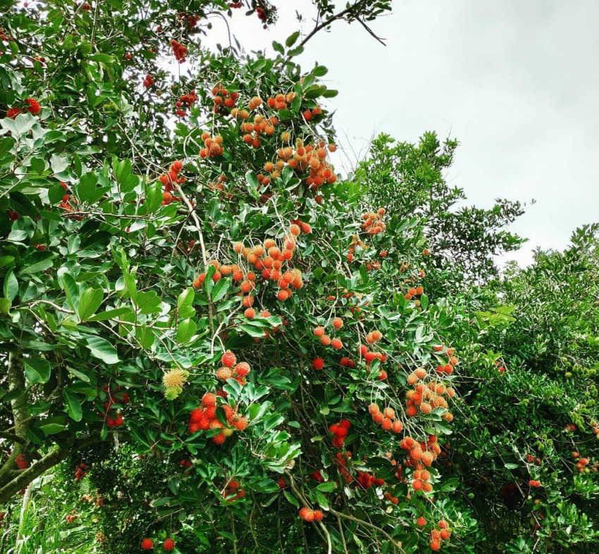miệt vườn cái mơn – chợ lách: vương quốc trái cây của bến tre