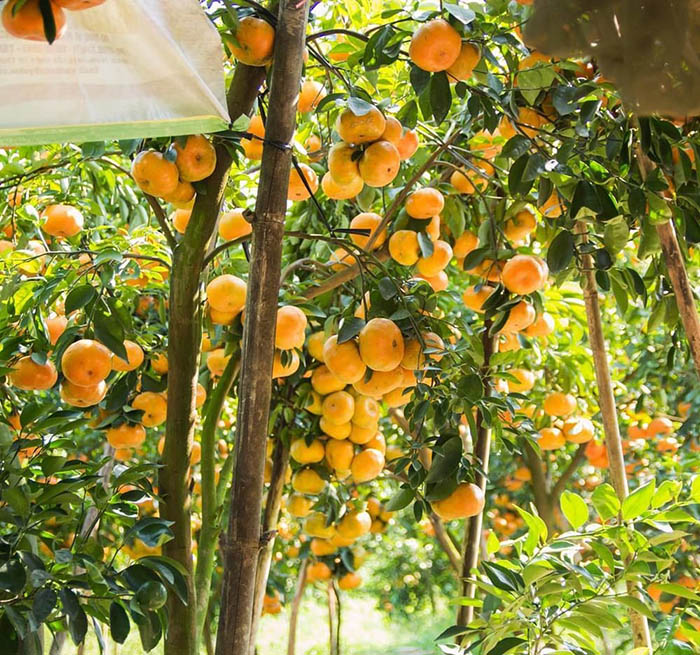 miệt vườn cái mơn – chợ lách: vương quốc trái cây của bến tre