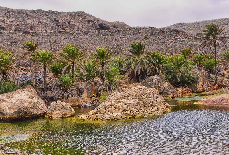 Khám phá Socotra, hòn đảo kỳ lạ nhất hành tinh