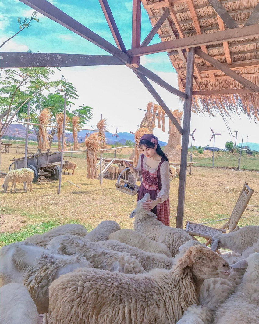 Lạc vào thế giới cổ tích ở đồng cừu Suối Tiên Ninh Thuận